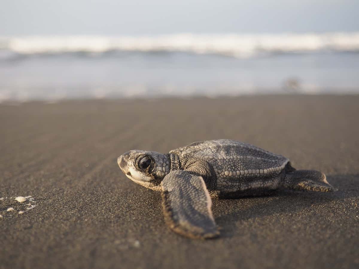 A baby leatherback turtle making its way to the sea