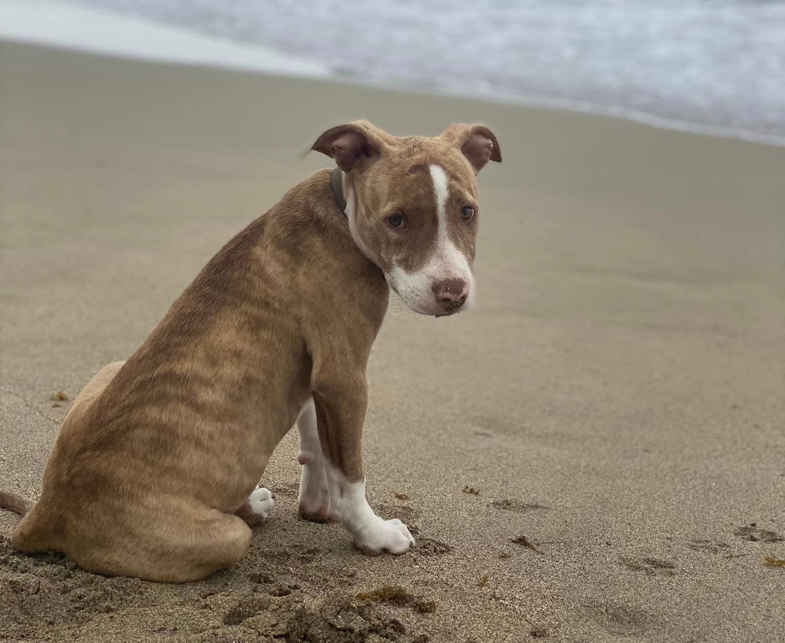 Perros abandonados necesitan casas y tratamiento médico